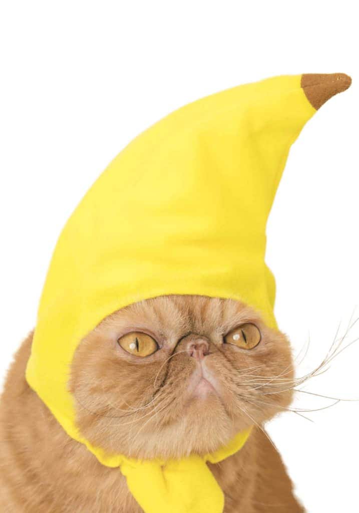 Caps for Cats Fruit Version Blind Box