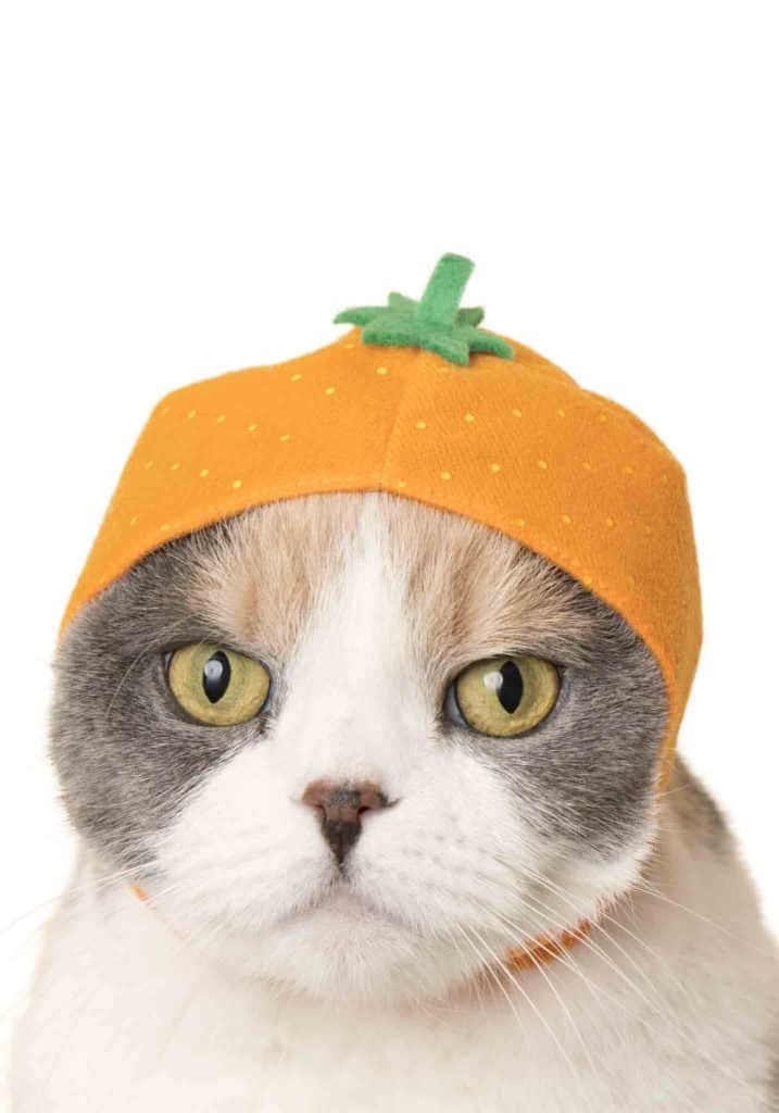 Caps for Cats Fruit Version Blind Box